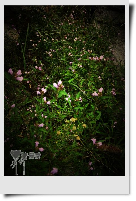 �Ұ�...���ڿ���ɽ�������·��