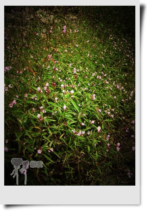 �Ұ�...���ڿ���ɽ�������·��