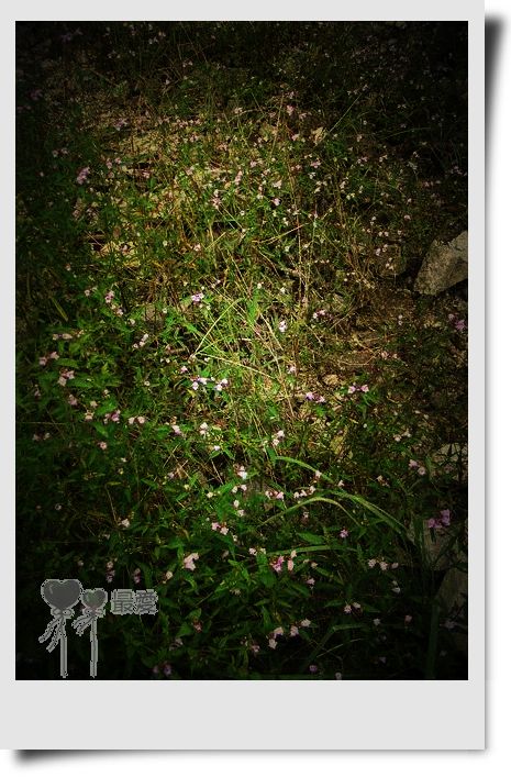 �Ұ�...���ڿ���ɽ�������·��