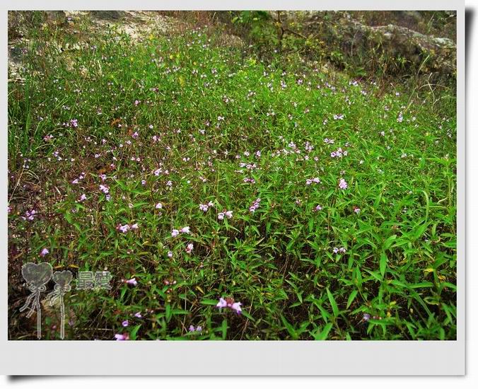 �Ұ�...���ڿ���ɽ�������·��