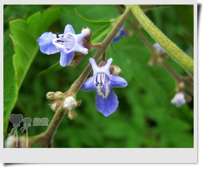 �Ұ�...���ڿ���ɽ�������·��