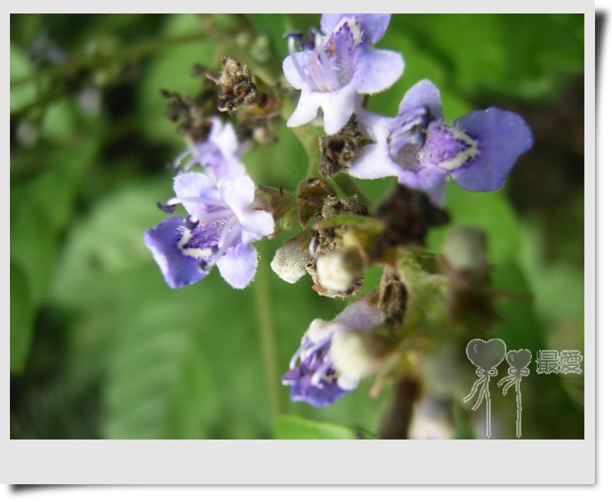 �Ұ�...���ڿ���ɽ�������·��