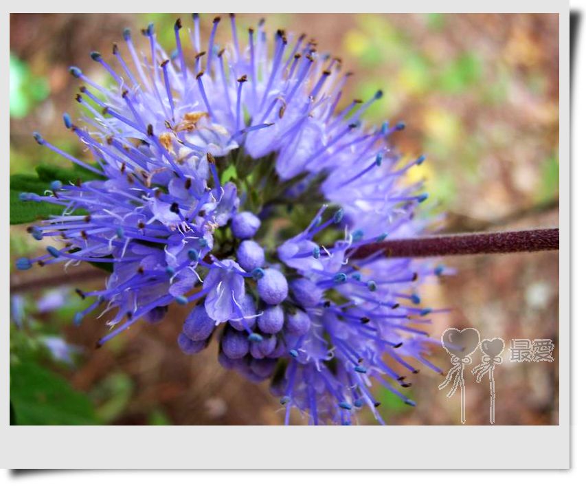 �Ұ�...���ڿ���ɽ�������·��