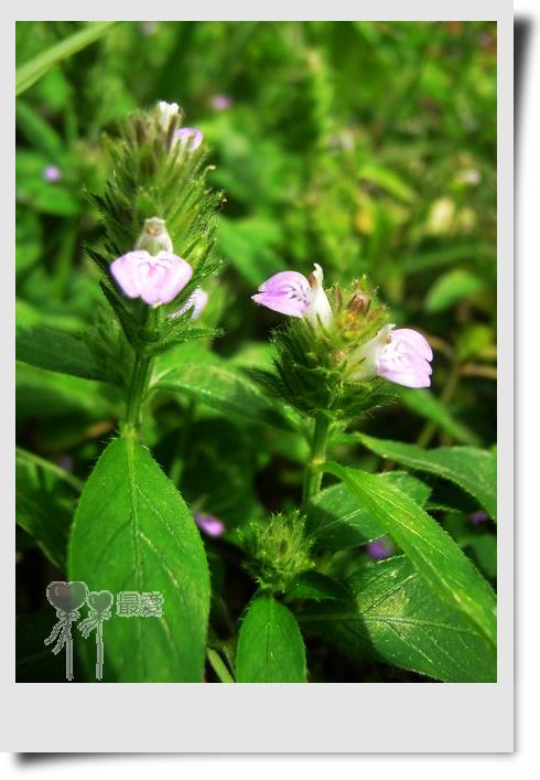 �Ұ�...���ڿ���ɽ�������·��