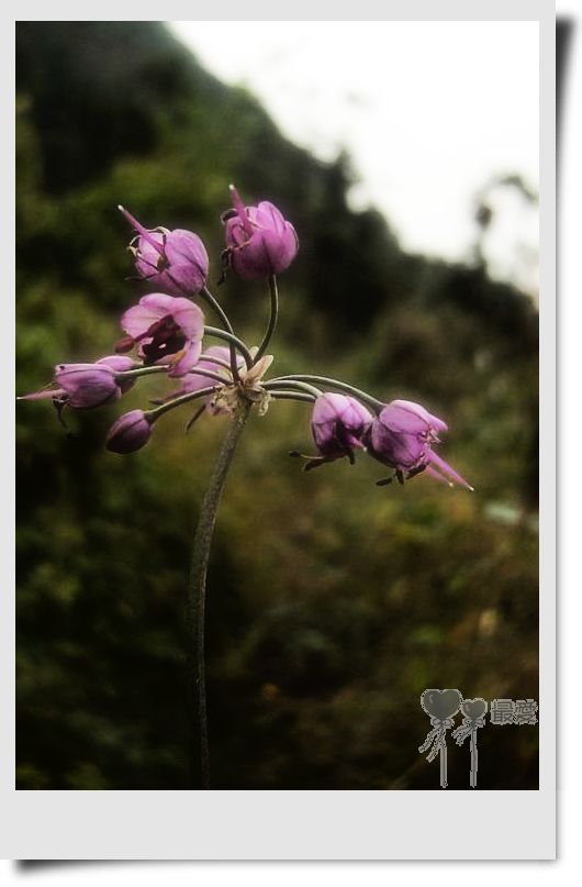 �Ұ�...���ڿ���ɽ�������·��