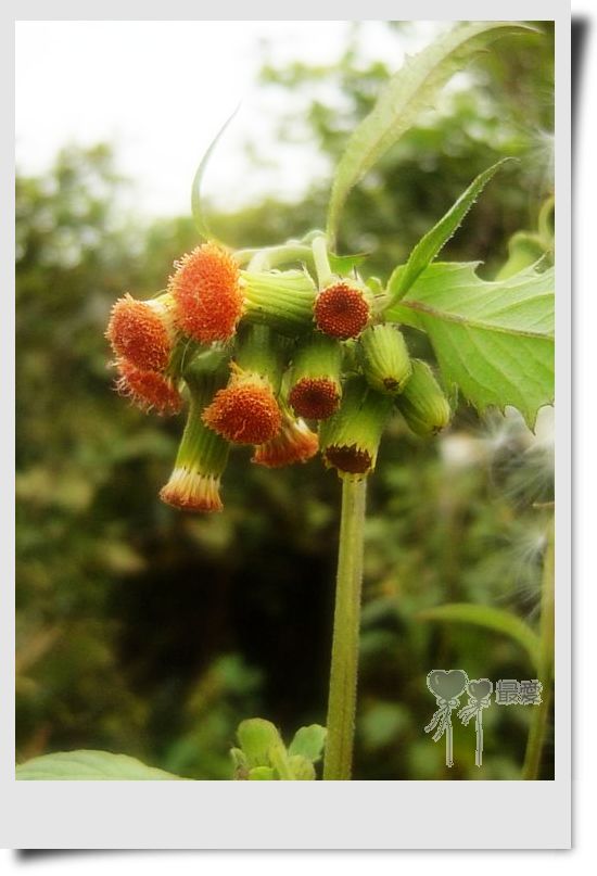 �Ұ�...���ڿ���ɽ�������·��