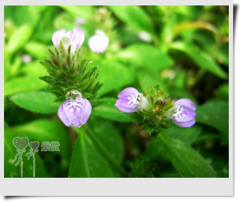 �Ұ�...���ڿ���ɽ�������·��