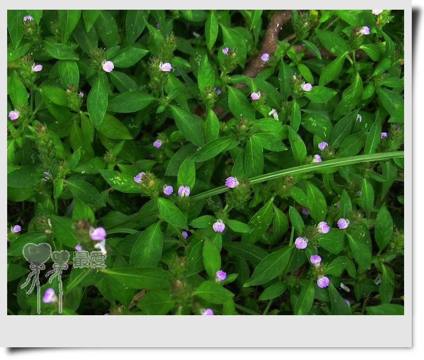 �Ұ�...���ڿ���ɽ�������·��