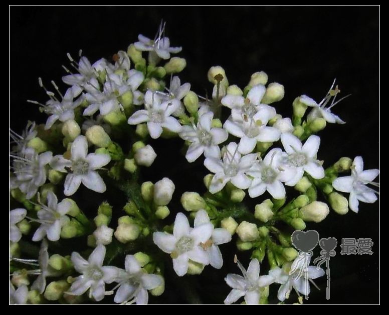 �Ұ�...���ڿ���ɽ�������·��