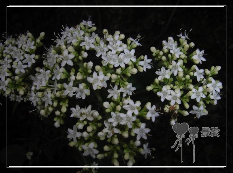 �Ұ�...���ڿ���ɽ�������·��