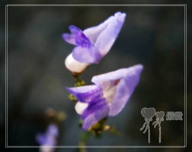 �Ұ�...���ڿ���ɽ�������·��