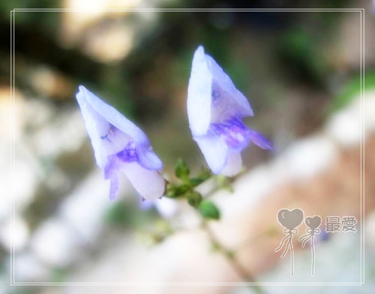 �Ұ�...���ڿ���ɽ�������·��