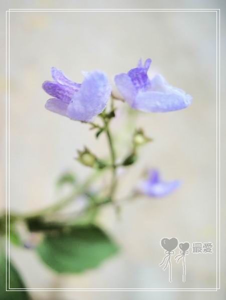 �Ұ�...���ڿ���ɽ�������·��