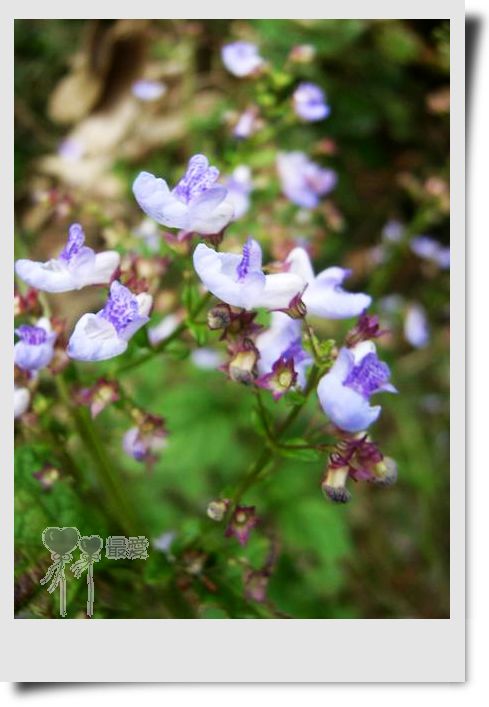 �Ұ�...���ڿ���ɽ�������·��