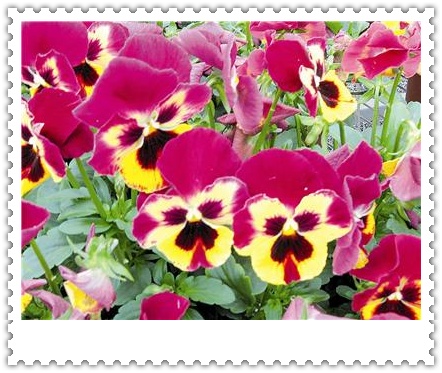 ��ɫ����ֲ������ͼƬ