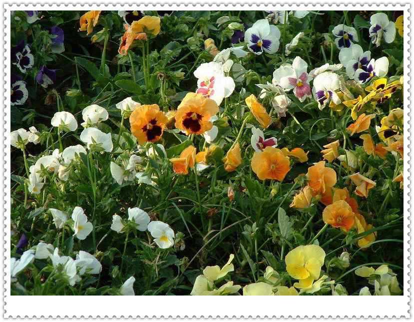 ��ɫ����ֲ������ͼƬ