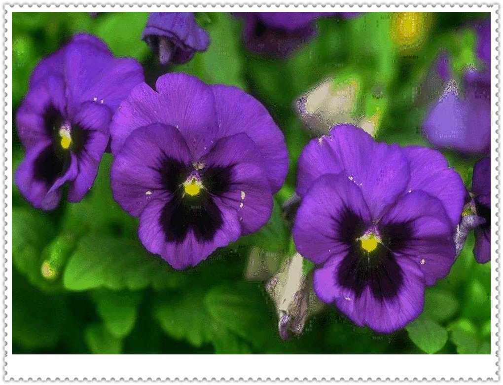 ��ɫ����ֲ������ͼƬ