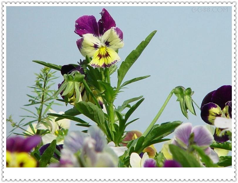 ��ɫ����ֲ������ͼƬ