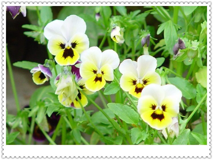 ��ɫ����ֲ������ͼƬ