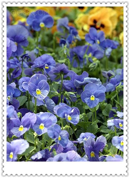 ��ɫ����ֲ������ͼƬ