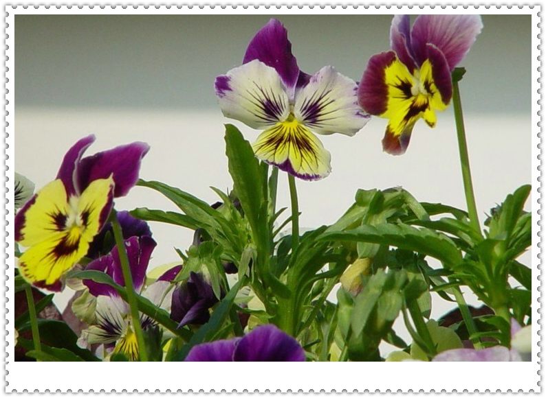 ��ɫ����ֲ������ͼƬ