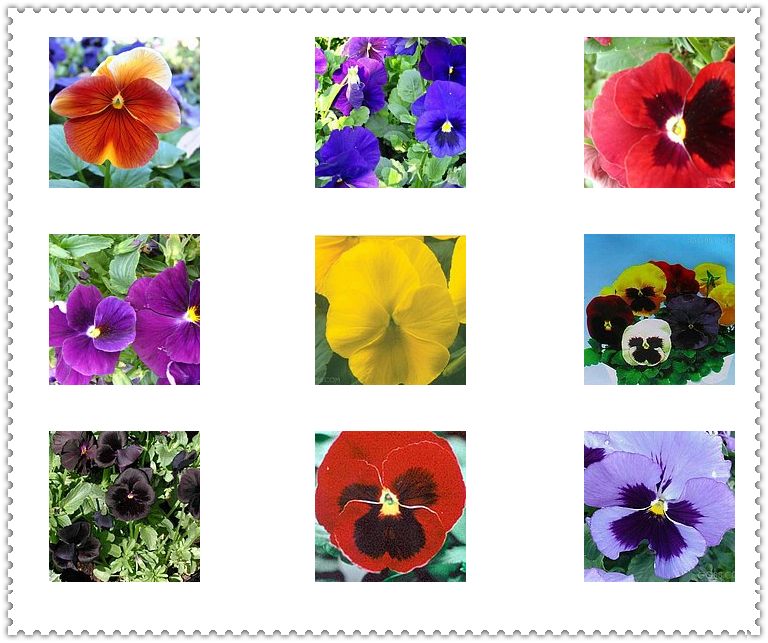 ��ɫ����ֲ������ͼƬ