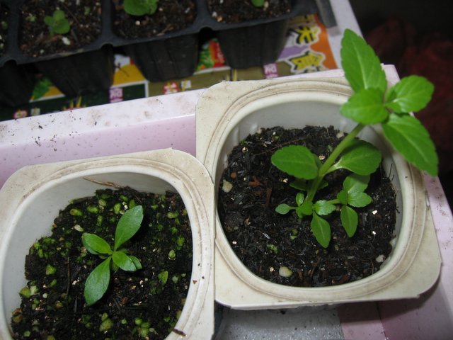 ��ʹ�� - С��