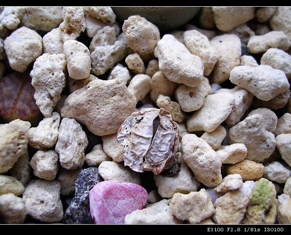 [��ƪ��ֲ��¼]żҲ��PG��������ӭ�����ģ���P9�и�pgҪ��Ƥ��!��