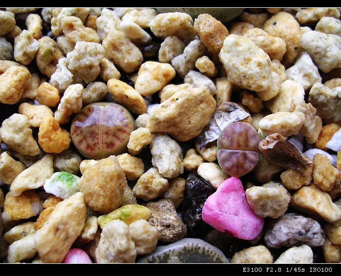 [��ƪ��ֲ��¼]żҲ��PG��������ӭ�����ģ���P9�и�pgҪ��Ƥ��!��