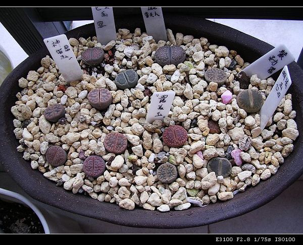 [��ƪ��ֲ��¼]żҲ��PG��������ӭ�����ģ���P9�и�pgҪ��Ƥ��!��