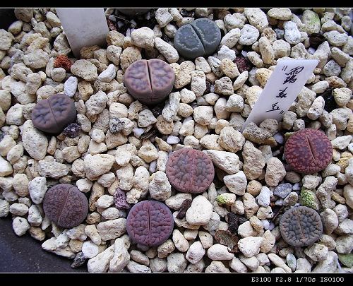 [��ƪ��ֲ��¼]żҲ��PG��������ӭ�����ģ���P9�и�pgҪ��Ƥ��!��