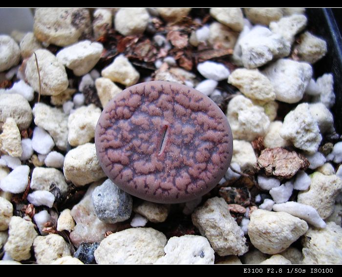 [��ƪ��ֲ��¼]żҲ��PG��������ӭ�����ģ���P9�и�pgҪ��Ƥ��!��