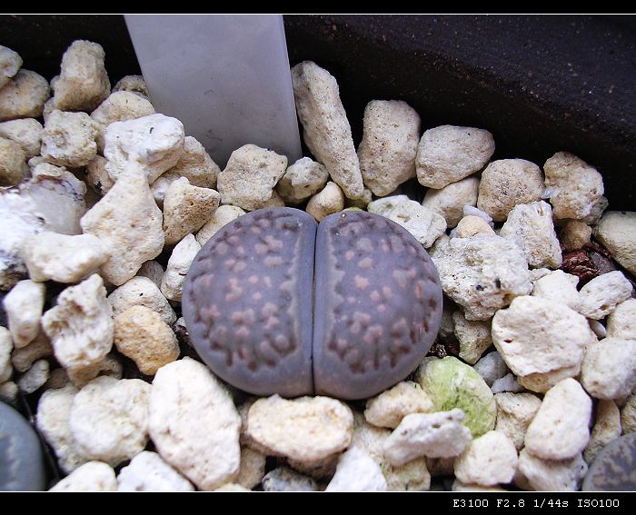 [��ƪ��ֲ��¼]żҲ��PG��������ӭ�����ģ���P9�и�pgҪ��Ƥ��!��