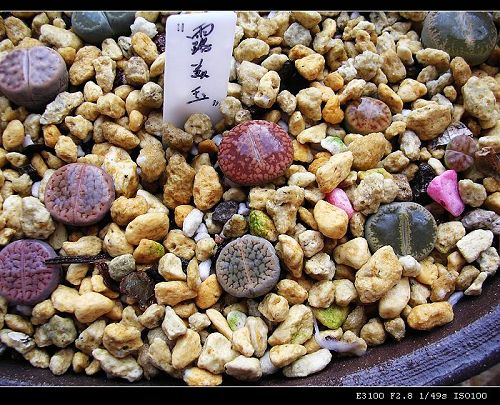 [��ƪ��ֲ��¼]żҲ��PG��������ӭ�����ģ���P9�и�pgҪ��Ƥ��!��