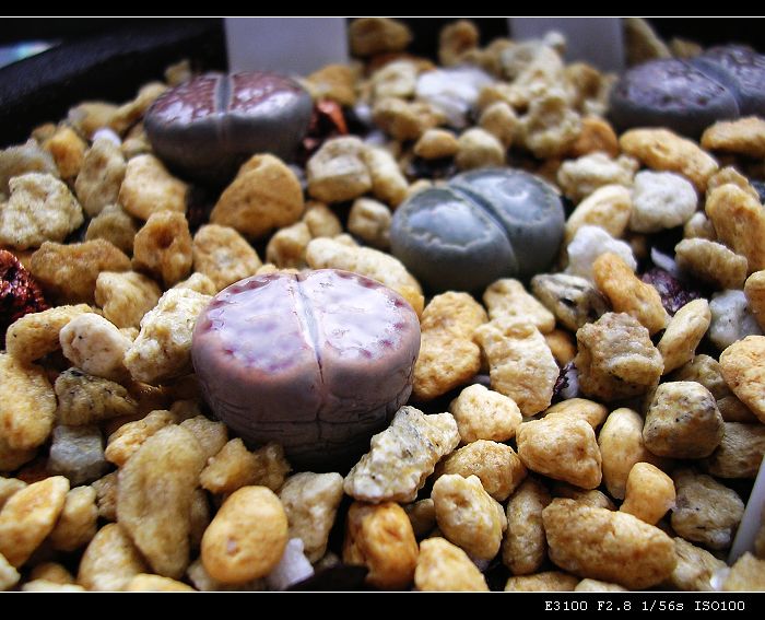 [��ƪ��ֲ��¼]żҲ��PG��������ӭ�����ģ���P9�и�pgҪ��Ƥ��!��