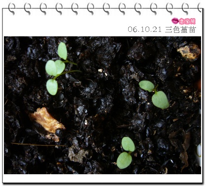 ����2006�ֻ��ռ�