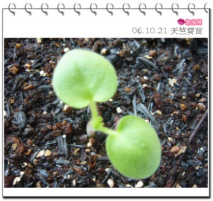 ����2006�ֻ��ռ�