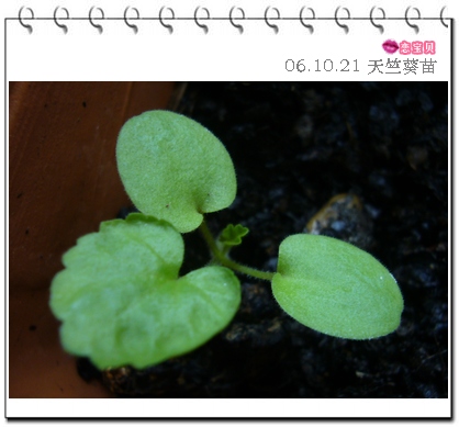 ����2006�ֻ��ռ�