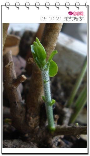 ����2006�ֻ��ռ�