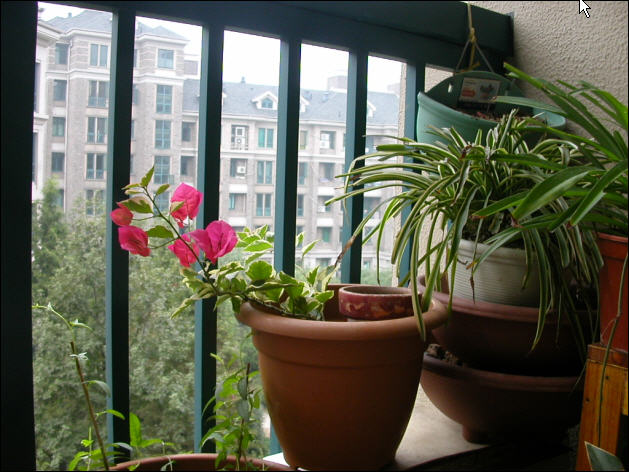 ������̨�ϵ�Ҷ�ӻ�������÷����P29��ͼ��