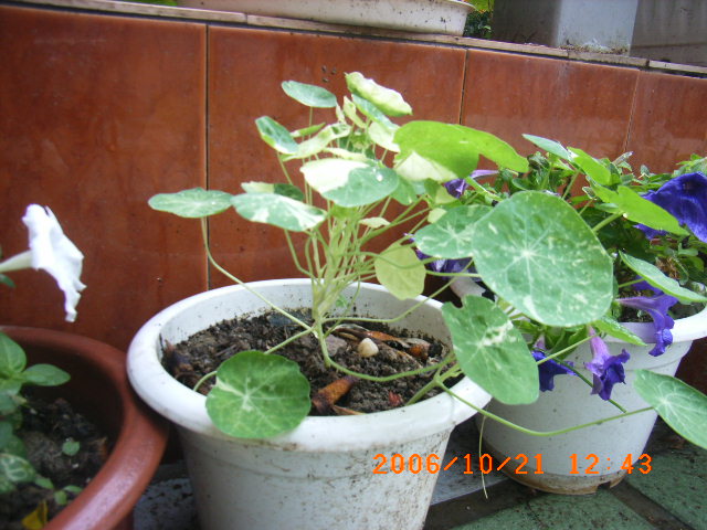 ѧ���輯˼����,DIYСԺ��