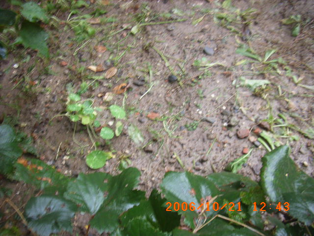 ѧ���輯˼����,DIYСԺ��