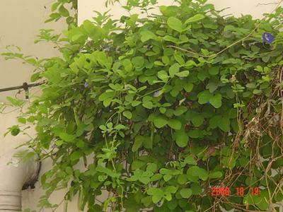 ����Ļ�(ʹ�����ٶȿ���18ҳ)