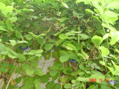 ����Ļ�(ʹ�����ٶȿ���18ҳ)