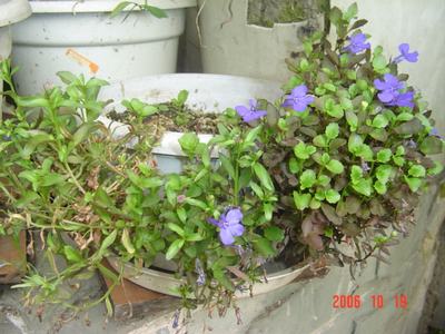 ����Ļ�(ʹ�����ٶȿ���18ҳ)