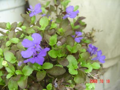 ����Ļ�(ʹ�����ٶȿ���18ҳ)