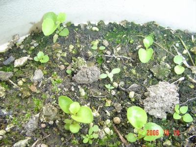 ����Ļ�(ʹ�����ٶȿ���18ҳ)