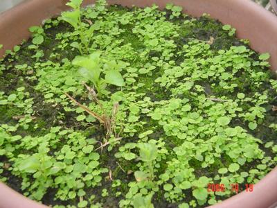 ����Ļ�(ʹ�����ٶȿ���18ҳ)