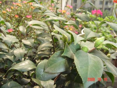 ����Ļ�(ʹ�����ٶȿ���18ҳ)