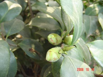 ����Ļ�(ʹ�����ٶȿ���18ҳ)